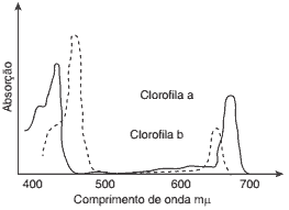 gráfico da absorção de luz pelas clorofilas
