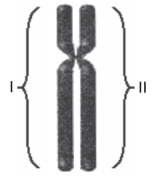cromossomo em metáfase mitótica