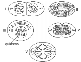 fases de um tipo de divisão celular