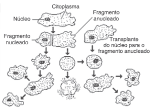 ilustração experimentos com cortes e o núcleo de amebas