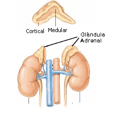 resumo sobre as glândulas adrenais ou supra-renais para alunos, professore e concurseiros
