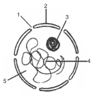 exercício esquema com características de um núcleo de célula animal