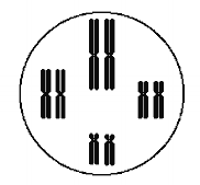 cromossomos das células somática animal