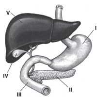 sistemas digestivos orgãos