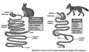 sistemas digestivos de um herbívoro não ruminante e um carnívoro estrito