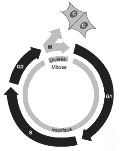 interfase do ciclo celular