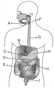 órgãos do sistema digestório humano