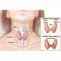 Resumo Sobre A Tireoide E A Paratireoide Exercicios Web