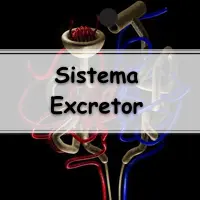 Resumo sobre o Sistema Excretor