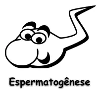 lista com 10 questões completas com gabarito sobre Espermatogênese