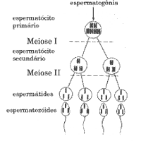 Resumo sobre a Espermatogênese - Exercícios Web
