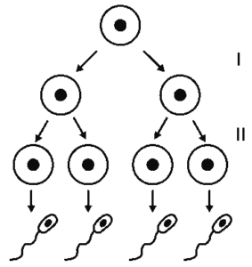 esquema das fases da gametogênese