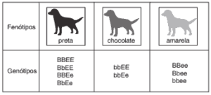 cães da raça Labrador Retriever e cor e pelagem