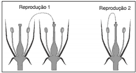 duas possibilidades de reprodução em indivíduos da mesma espécie de angiospermas