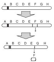 alteração estrutural de um cromossomo mutacionado