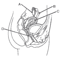 desenho esquemático do sistema reprodutor feminino