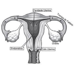 esquema sistema reprodutor feminino humano e algumas estruturas