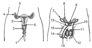 desenho sistemas reprodutores masculino e feminino humanos
