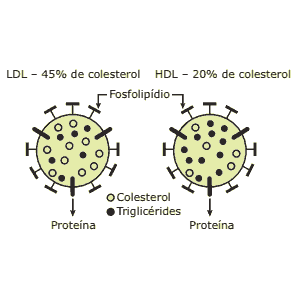 esquema de uma proteina de colesterol