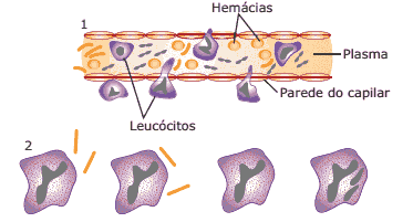 hemácias, leucócitos, parede capilar, plasma