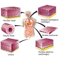 Histologia Animal Exercicios Sobre O Tecido Epitelial Exercicios Web