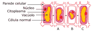célula vegetal normal colocada em 3 meios distintos