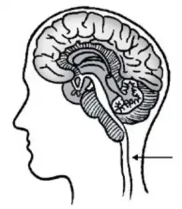 esquema da cabeça com seta apontando um órgão do sistema nervoso