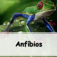 questões com gabarito sobre Apoda, Caudata e Anura para ensino médio