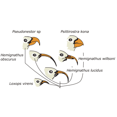 bicos de seis espécies de aves da família Drepanidae