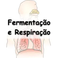 simulado com 10 exercícios de fisiologia sobre Respiração Celular e Fermentação com gabarito