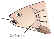 opérculo peixe