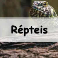 Rincocéfalos, Quelônios, Crocodilianos e Escamados atividades com gabarito