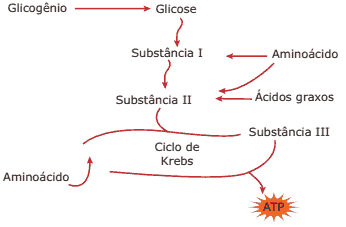 esquema do glicogênio ao ATP