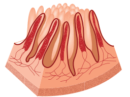 esquema do corte de intestino delgado