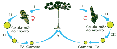 esquema de um ciclo reprodutivo do pinheiro