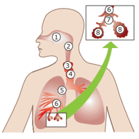 representação do sistema respiratório humano