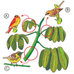 esquema de pássaros se alimentando de insetos