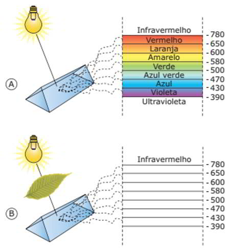 comprimentos de onda absorvidos pelos pigmentos das plantas durante a fotossíntese