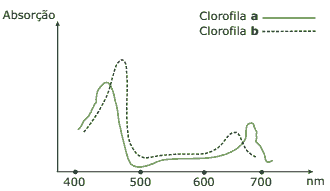 curvas de absorção de energia pelas clorofilas e os comprimentos de onda da luz