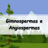 lista de exercícios sobre Gimnospermas e Angiospermas para passar no Enem e vestibular