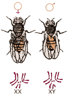 um casal de moscas de frutas (Drosophila) e seus respectivos cromossomos