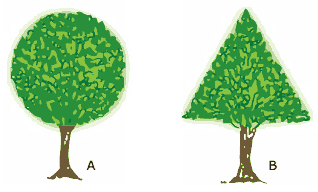 formato de duas árvores