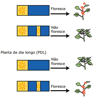 comportamento das plantas em diferentes fotoperíodos