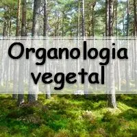 10 exercícios completos com questões de botânica sobre Organologia Vegetal