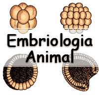 10 questões com gabarito sobre Embriologia Animal para passar no enem