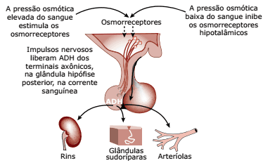 regulação da secreção e ações do hormônio antidiurético