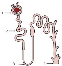 unidade fisiológica do sistema excretor de um mamífero