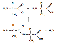 esquema de reação de condensação e ligação peptídica