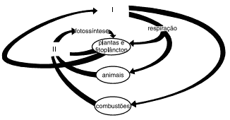 esquema dos ciclos do carbono e do oxigênio
