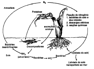 Esquema do ciclo biogeoquímico do nitrogênio